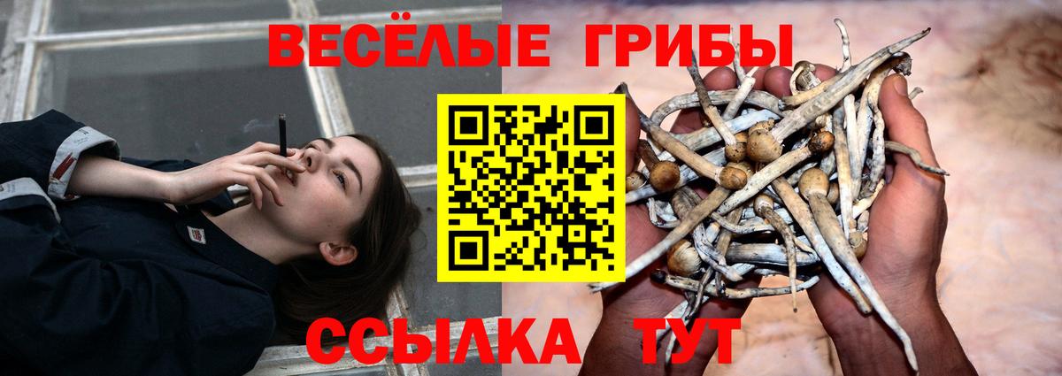 Псилоцибиновые грибы Psilocybine cubensis  купить   Алапаевск  Псилоцибиновые грибы MAGIC MUSHROOMS  Вход с VPN 